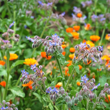 G A R D E N - Herb garden