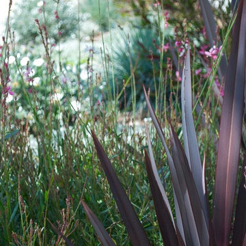 Gaura and Flax in Garden Landscape