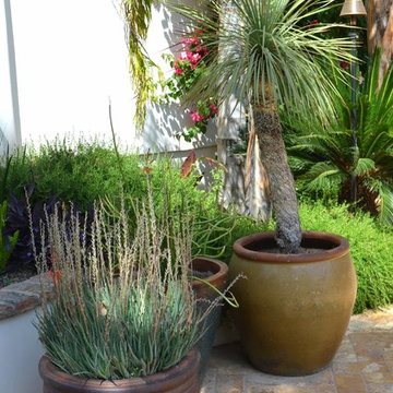 Southwestern Plants