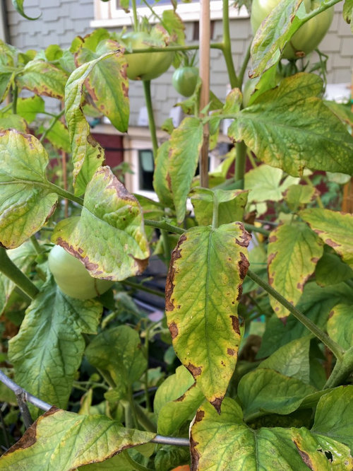 Tomato plants dying from top down