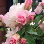 Nejla Kablan's photo