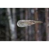 Eliza Jane Darling's photo