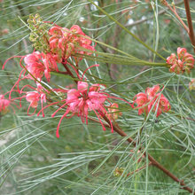 Debora Carl Shrub