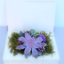 succulents