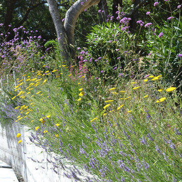 Plant Material- North Bay