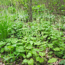 native plants