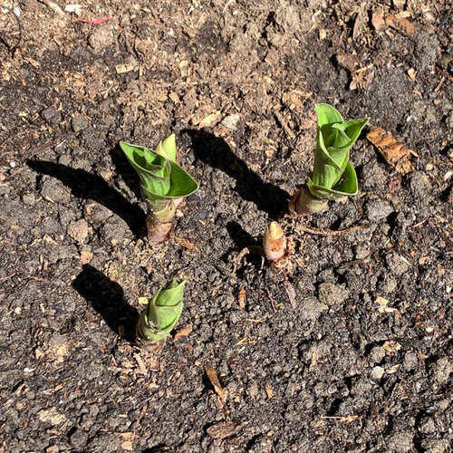 What are these bulblike plants sprouting up?