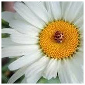 Mary Gotchy's photo