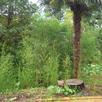 Asian inspired garden