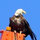 william_mcclain55