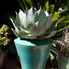 plants