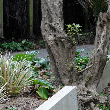 Lyall Bay garden