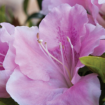 Encore Azalea Autumn Sweetheart™