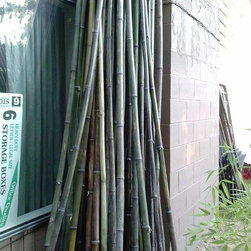 2014 Bamboo Harvest: 12 foot poles; 1-2' diameter - Furniture
