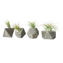 Indoor Plants