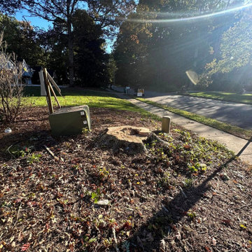 Large Dying Oak Removal