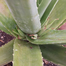 Aloe Vera Pics