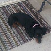 David Nemat-Nasser's photo