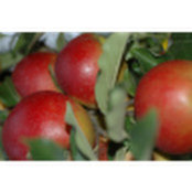 Rocky Brook Orchard's photo