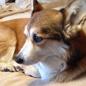 corgimum's photo