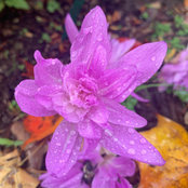 Foto von Yuko Dunham