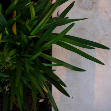 Urban Courtyard