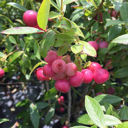 Current Featured Plants - Products