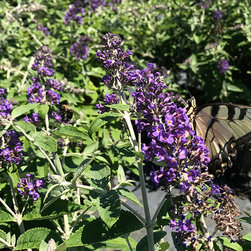 Current Featured Plants - Products