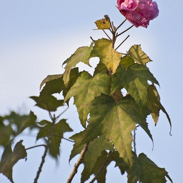 Hibiscus mutabilis
