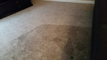 Best 15 Carpet Cleaners In Rochester Ny Houzz