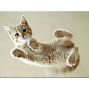 Cher Lepine's photo