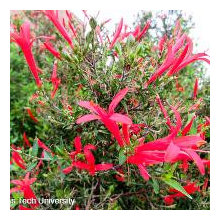 North Texas Woody Perennials