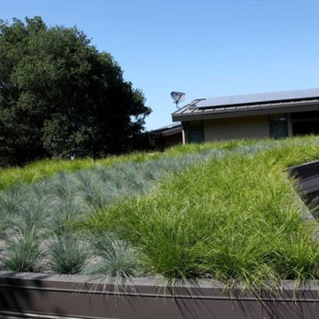 Portola Valley Roof Garden and More