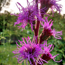 Purple Plants / Blue Plants