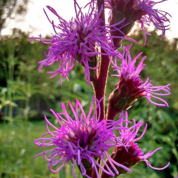 Meadow blazingstar