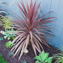 Landscape Ideas