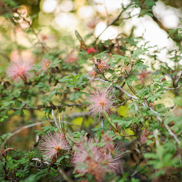 2017 Native Plant Garden Tour