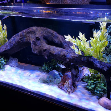 Aquarium Set-Ups and Aqua-scapes