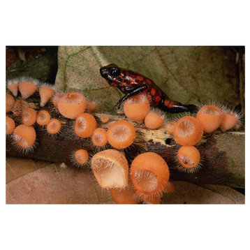 Harlequin Poison Dart Frog On Cup Fungus, Ecuador-Paper Art