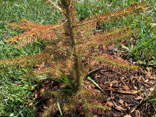 What Is Wrong With My Norway Spruce