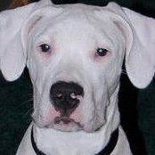 Gregory McBrides billede
