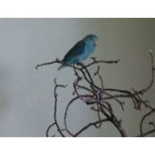 Sheryl Henry's photo