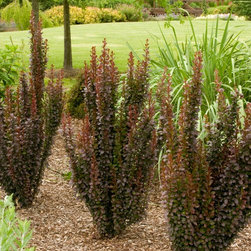 Helmond Pillar Barberry - Plants