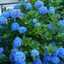 flowers sun