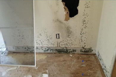 Mold Removal in Wheeling, IL
