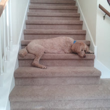 Pet Freindly Flooring (Designer Flooring)
