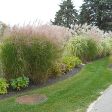 Landscaping with Ornamental Grass