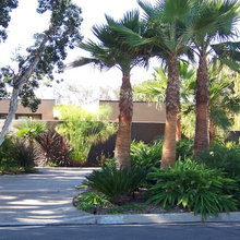 palm