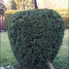 Supreme Hedges