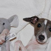 Dave Rouse's photo